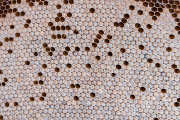 Honeycomb with honey and pollen in the market