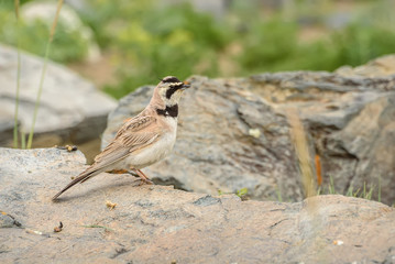 horned lark stones bird summer