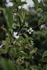 branch of a tree