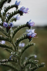 flowers and blue sky