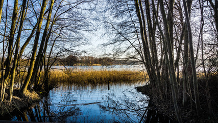 Ufer eines Sees mit Bäumen und Schilfgras