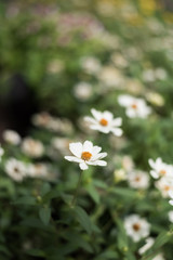 closeup white flower in garden