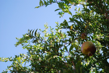 Organic Pomegranate Fruit on Tree