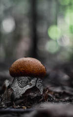 mushroom in forest