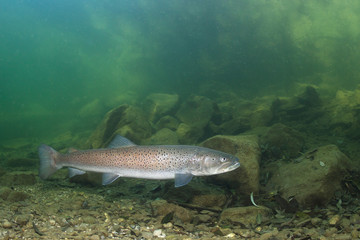 Common huchen (Hucho hucho) swimming in nice river. Beautiful salmonid fish in close up photo....