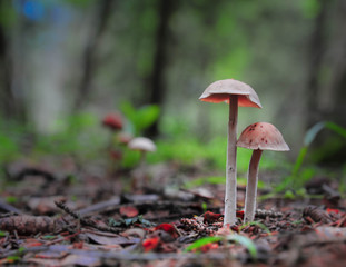 Mushroom litter the wet forest floor