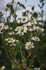chamomile