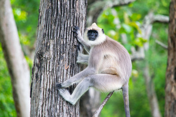 Grey Langur Sitting On A Tree