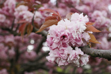 Sakura Blüte, Kischblüte