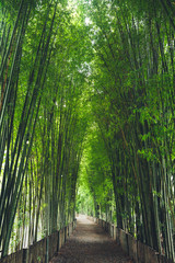 Bamboo The bamboo pathway is a tunnel
