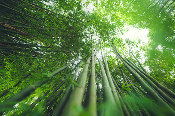 Fototapeta na wymiar Bamboo The bamboo pathway is a tunnel