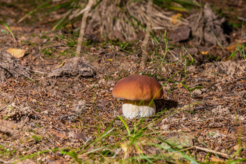 Mushroom Boletus grows in the forest