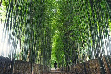 Bamboo The bamboo pathway is a tunnel