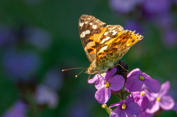 Painted Lady Butterfly, United Kingdom