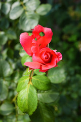 Bright bud of a pink rose with a punched petal, a petal with holes from nature in a home garden, the city of Dnipro, Ukraine.