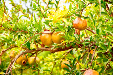 Young pomegranate fruits grow on a tree.