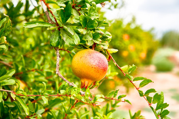 Young pomegranate fruits grow on a tree.