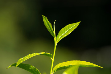 Obraz premium Fresh Tea Leaves At Tea Plantation