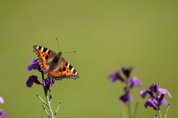 Painted Lady Butterfly, United Kingdom