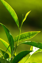 Fresh Tea Leaves At Tea Plantation