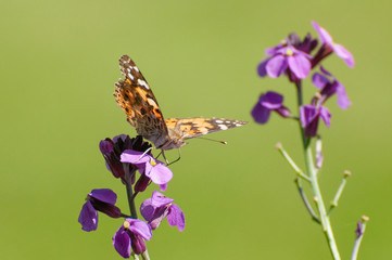 Painted Lady Butterfly, United Kingdom