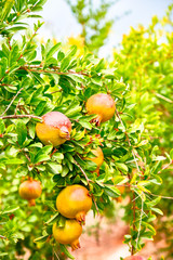 Young pomegranate fruits grow on a tree.