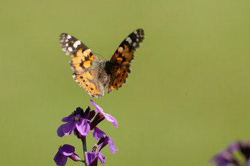 Painted Lady Butterfly, United Kingdom