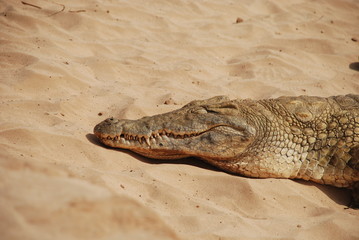 crocodile, Tsavo national park Kenya