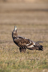 Young white-tailed eagle, haliaeetus albicilla, sitting on a meadow with dry grass and looking upwards for danger in spring. Vertical composition of wild bird of prey at sunrise with copy space