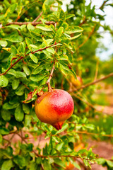 Young pomegranate fruits grow on a tree.
