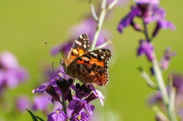 Painted Lady Butterfly, United Kingdom