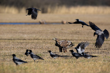 Flock of crows flying around young white-tailed eagle, haliaeetus albicilla, sitting on the ground...