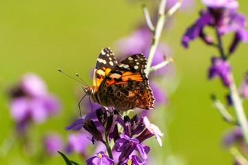 Painted Lady Butterfly, United Kingdom