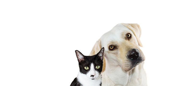 Banner pets. Labrador retriever thinking and tilting head side and little cat. Isolated on white background.