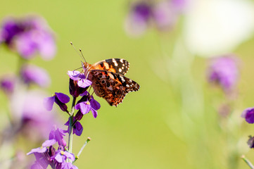 Painted Lady Butterfly, United Kingdom