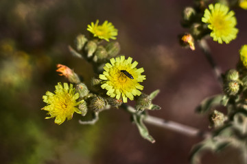  Yellow flowers with an insect