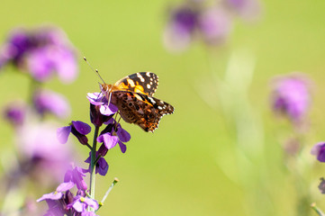 Painted Lady Butterfly, United Kingdom