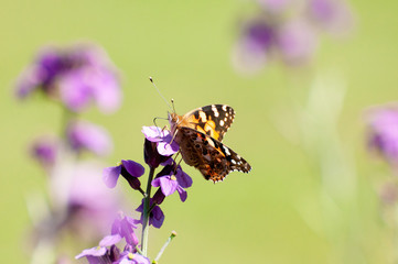 Painted Lady Butterfly, United Kingdom