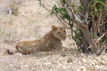 Lion, Tsavo national park Kenya