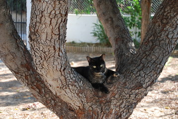 Tortoiseshell Cat Resting in Tree