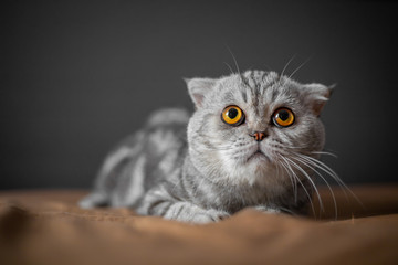 So cute of scottish fold cat.