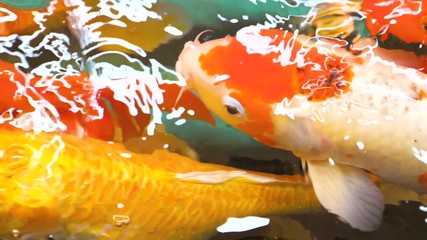 Slow motion of Koi Japanese fancy carp fish swimming and open mouth for breathing in the pond