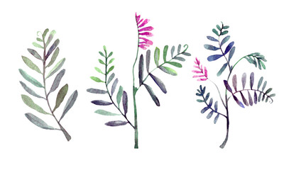 Set of wild herbs. Watercolor illustration