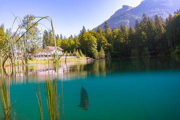 Fantastic panorama of blausee lake / Blausee, Switzerland. Picturesque summer in Swiss alps, Bernese Oberland, Europe. Beauty of nature with trout concept background. 
