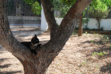 Tortoiseshell Cat Resting in Tree