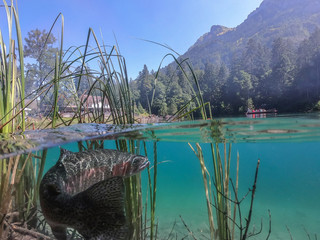 Fantastic panorama of blausee lake / Blausee, Switzerland. Picturesque summer in Swiss alps, Bernese Oberland, Europe. Beauty of nature with trout concept background. 