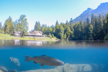 Fantastic panorama of blausee lake / Blausee, Switzerland. Picturesque summer in Swiss alps, Bernese Oberland, Europe. Beauty of nature with trout concept background. 