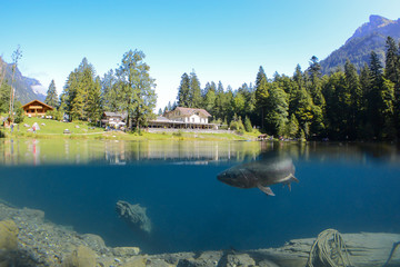 Fantastic panorama of blausee lake / Blausee, Switzerland. Picturesque summer in Swiss alps, Bernese Oberland, Europe. Beauty of nature with trout concept background. 