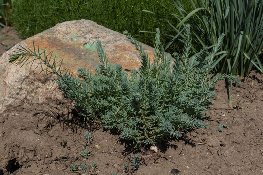a mysterious view of a green flower growing next to a large stone in a soft flower bed.