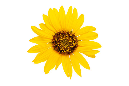 sunflower blossom isolated on a white background. for design or decorations.
